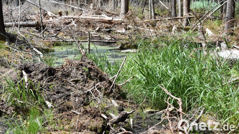 Zahlreiche Naturschutzprojekte, wie etwa die Renaturierung von Mooren im Steinwald, werden durch den Forstbetrieb Waldsassen durchgeführt, um klimaresistente Wälder für die Zukunft zu erhalten. Moore sind ein wichtiger CO₂-Speicher. Bild: lue