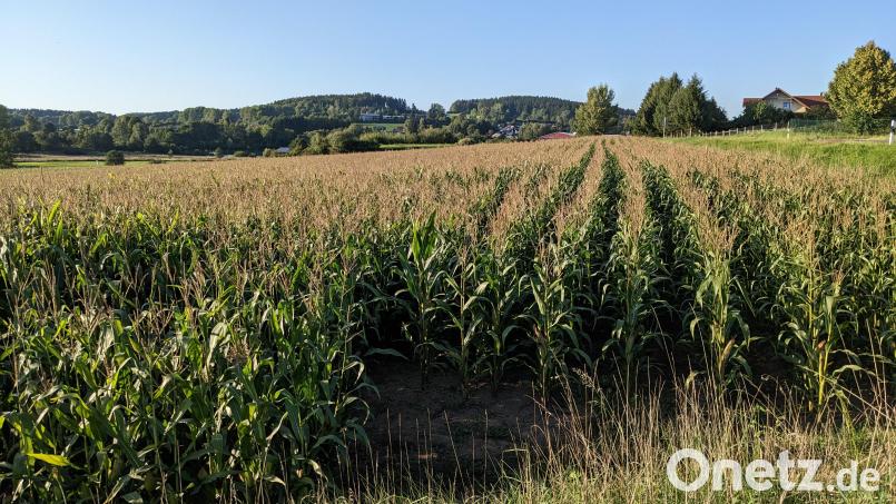 Auf diesem Feld am westlichen Ortsausgang von Schönsee soll nach den Plänen der Landwirtsfamilie Franz Haberl jun. schon kommendes Jahr ein Hackschnitzelheizkraftwerk in Betrieb gehen und über ein Nahwärmenetz rund 40 Anwesen in der Stadt Schönsee mit Wärme versorgen. Bild: eib