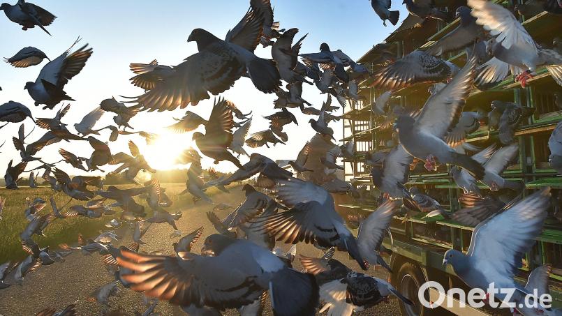 Diese Aufnahme entstand beim Auflassen von Tauben. Symbolbild: Slavomír Kube/dpa