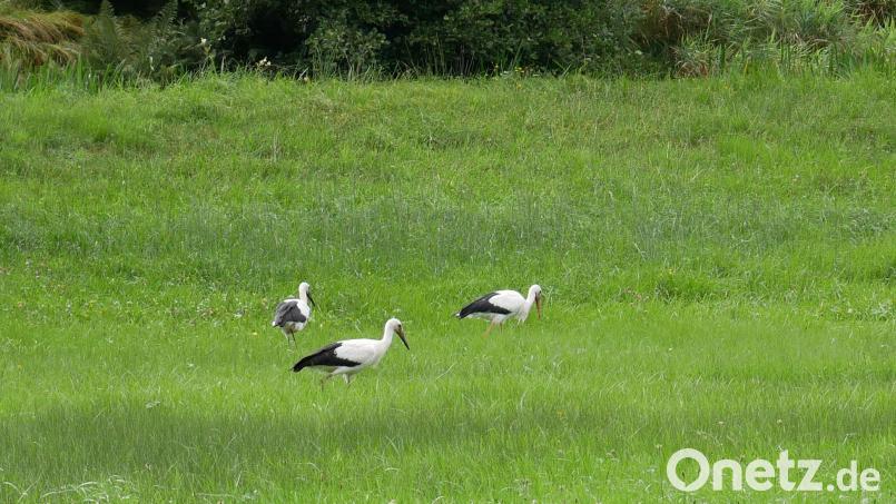 Mama Storch und ihre Zwillinge machen sich vor dem Abflug noch einmal auf Futtersuche. Bild: gz