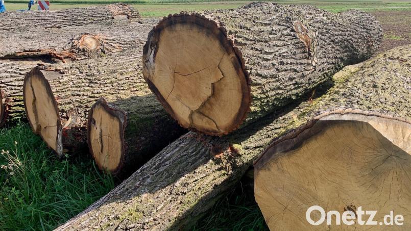 Die Brennholzpreise bleiben stabil. Die Holzbetriebsgemeinschaften und Waldbesitzervereinigungen im Landkreis Neustadt/WN können alle Anfragen von Kunden nach waldfrischem Holz ab Waldstraße bewerkstelligen. Bild: Gabi Schönberger