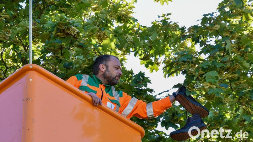 Ein Mitarbeiter des Betriebshofs Amberg holt in einem Hubwagen Schuhe aus den Bäumen am Skatepark. Bild: Stephan Huber