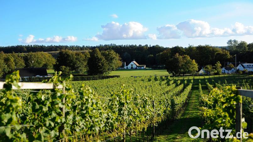 Alljährlicher Treffpunkt der Szene: Auf dem Skepparps Vingård in Österlen findet jeden Sommer ein Weinfest statt, bei dem sich auch andere Weingüter präsentieren. Bild: Skepparps Vingård/Visitskane/dpa
