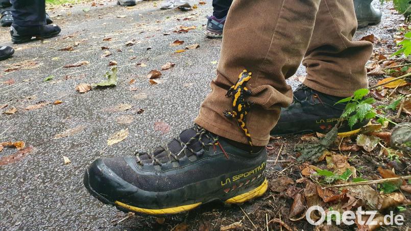 Der Feuersalamander am Fuß von Horst Schwemmer (Bund Naturschutz). Bild: Christopher Trepesch