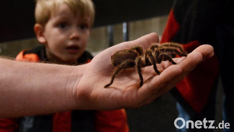 Solche Spinnen gibt es bei der Ausstellung im Musikomm zu sehen. Bild: Insectophobie/exb