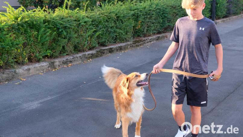 Hunde an die Leine. Bei Appellen an die Hundebesitzer soll es in der Gemeinde Speinshart nicht bleiben. Eine Anleinpflicht regelt künftig eine Verordnung, die der Gemeinderat einstimmig beschloss Bild: do