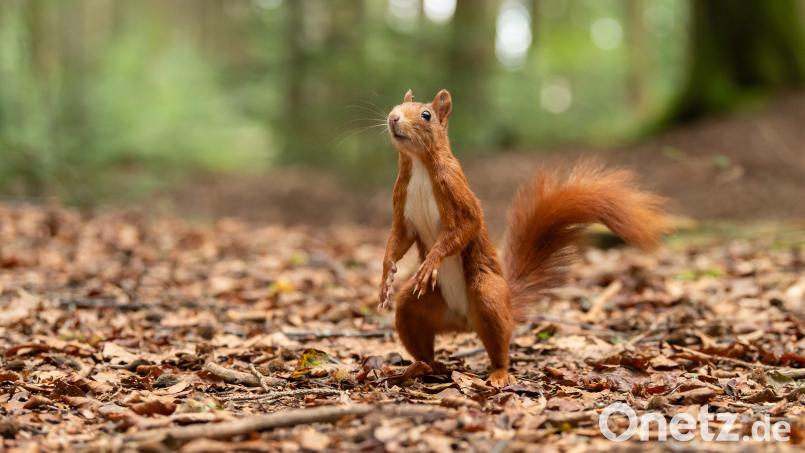 Weil ein Eichhörnchen eine Straße im oberfränkischen Weißenstadt überquerte, wurden zwei Menschen bei einem Unfall verletzt. Archivbild: Silas Stein/dpa