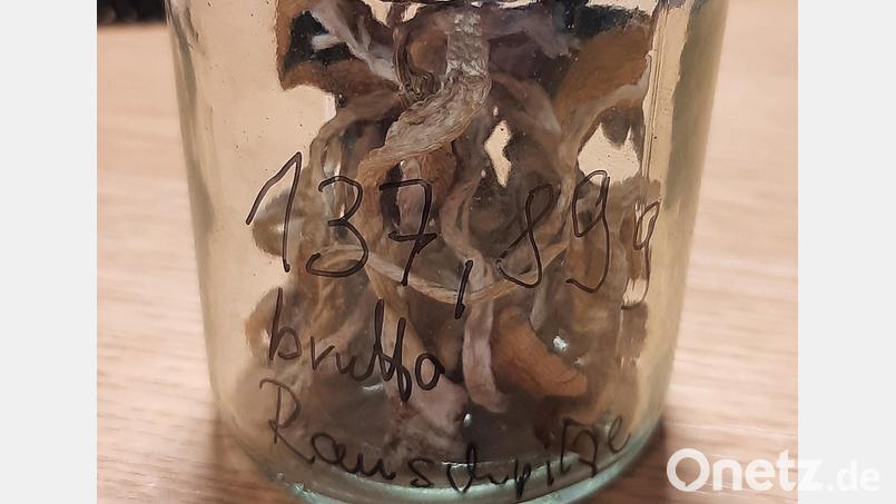 Magic Mushrooms im Glas. Bild: Bundespolizei/exb