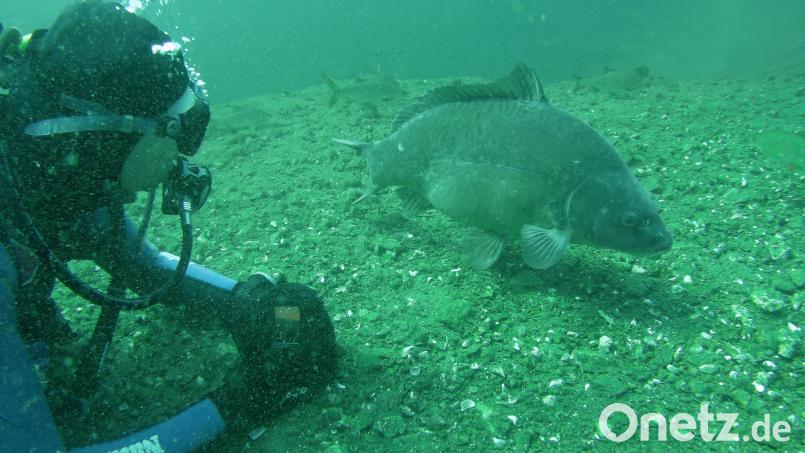 Auf Tauchgang in Deutschland. Bild: Kerstin Haubner