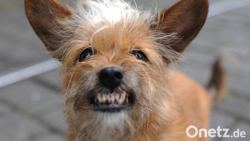 Weil sich in Hof die Hunde eines 34-Jährigen und eines 32-Jährigen gegenseitig bissen, gerieten die beiden aneinander. Symbolbild: Julian Stratenschulte