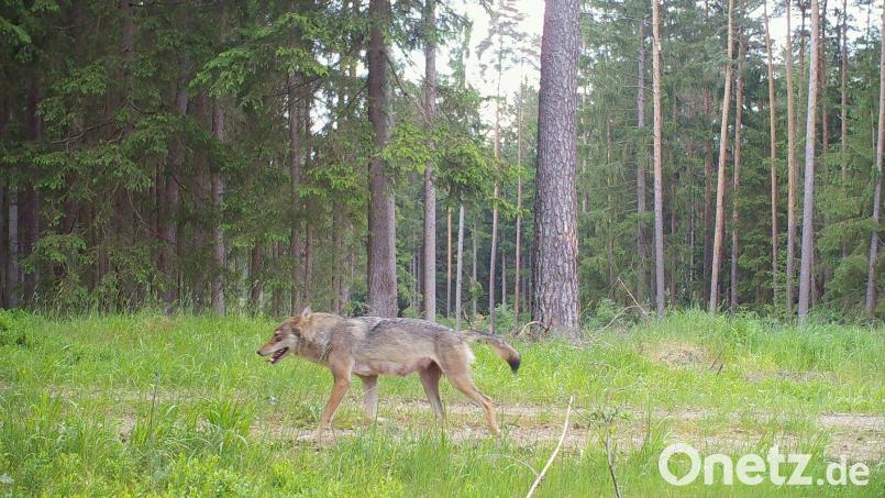 Am 13. Mai 2023 ist diese Wölfin mit &quot;erkennbarem Gesäuge&quot; auf dem Truppenübungsplatz mit einer Wildkamera fotografiert worden. Bild: Bundesforstbetrieb Grafenwöhr