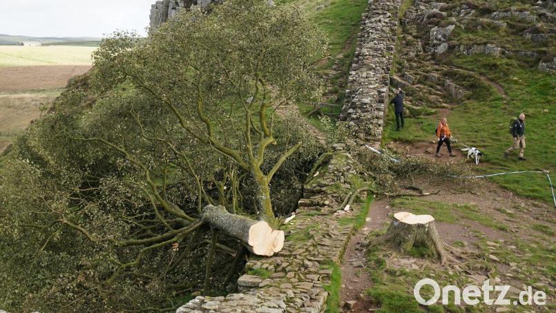 Der illegal gefällte Berg-Ahorn-Baum („Sycamore Tree“) am Hadrianswall in Northumberland. Bild: Owen Humphreys/PA Wire/dpa
