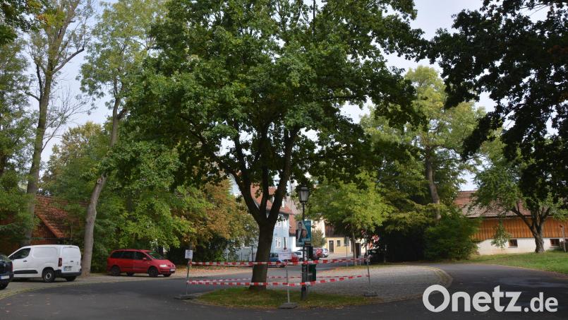 Diese Eiche am Großparkplatz unterhalb des Therese-Neumann-Platzes in Konnersreuth war vom Eichenprozessionsspinner befallen. Baumpfleger Manfred Härtl hat das faustgroße Gespinst am Donnerstag entfernt. Bild: jr