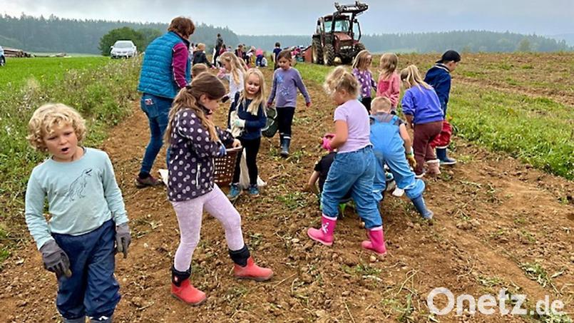 Die Grundschulkinder hatten auf dem Feld beim Erdäpfel suchen und ernten viel Spaß. Bild: gru