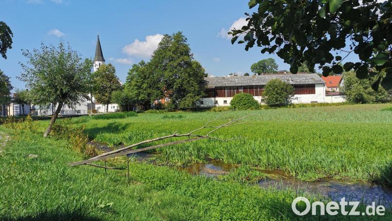 Der Keckenweiher in Schönsee ist seit drei Monaten abgelassen. Lediglich die Ascha schlängelt sich im Flussbett weiter zum Kurpark und Hahnenweiher. Bild: Portner