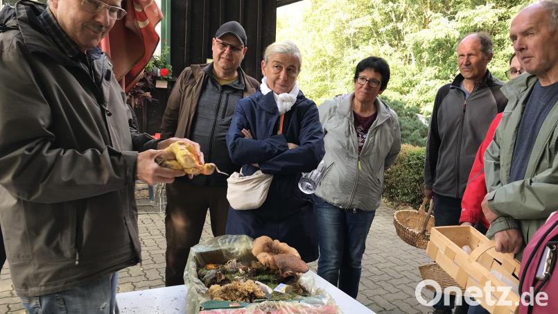 Als Besonderheit zeigt Pilzsachverständiger Herbert Baumanis den Gemeinen Schwefelporling, der wie Hähnchenfleisch schmeckt. Bild: mma