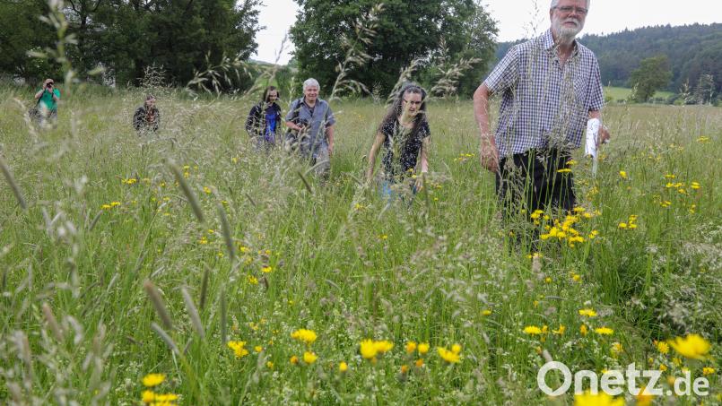Hier ist die Jury der Wiesenmeisterschaft in den Ökomodellregionen Amberg-Sulzbach und Neumarkt im Anmarsch: Die Experten nehmen fünf extensiv genutzte Wiesen genau unter die Lupe. Bild: Wolfgang Steinbacher