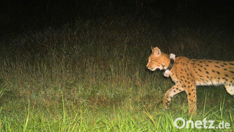 Seit August erkundet der junge Luchskuder &quot;Mikesch&quot; sein neues Zuhause. Das Bild stammt von einer der mittlerweile zwölf geheimen Wildtierkameras im Steinwald Bild: Bayerisches Landesamt für Umwelt