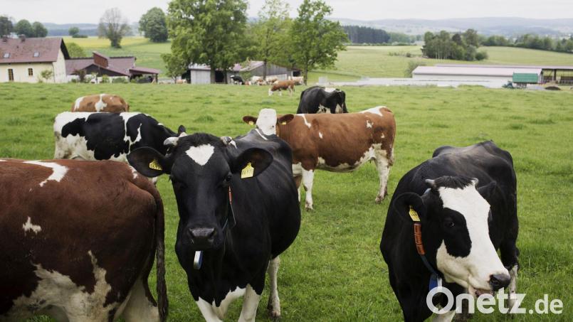 Im Landkreis Schwandorf gibt es 1824 landwirtschaftliche Betriebe, darunter 133 Ökobetriebe. Was den Landwirten am Herzen liegt kam auch immer wieder beim Wahlkampf für die Landtagswahl am 8. Oktober zur Sprache. Bild: Daniel Delang/exb