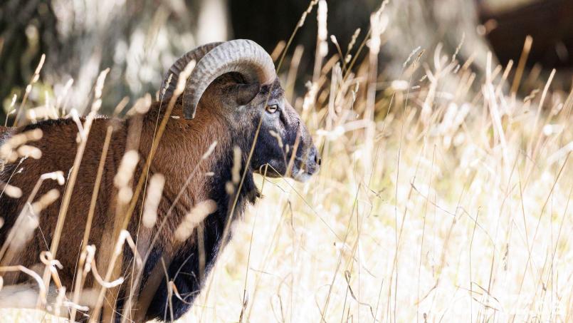 Ein männliches Mufflon steht im hohen Gras. Vier der Tiere machten in Michldorf bei Leuchtenberg Radau. Symbolbild: Michael Matthey/dpa