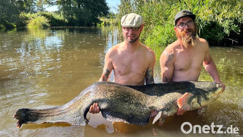 Hobbyangler Dominic Keck (Bild rechts) aus Neustadt/WN fing am vergangenen Sonntag einen Waller (Wels) mit einem Gewicht von 57 Kilogramm und einer Länge von 198 Zentimeter. Mit dabei war sein Anglerfreund Christoph Röckl. Bild: sm