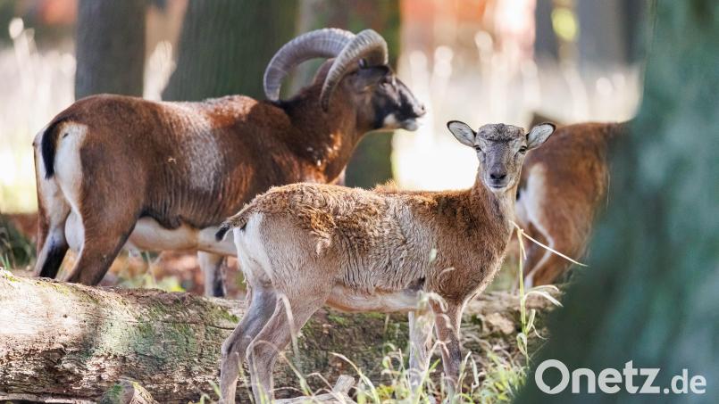 Ein männliches (hinten) und ein weibliches Mufflon stehen in einem Tierpark. Wem die gesichteten und angriffslustigen Exemplare aus Michldorf gehören, ist unklar. Symbolbild: Michael Matthey/dpa