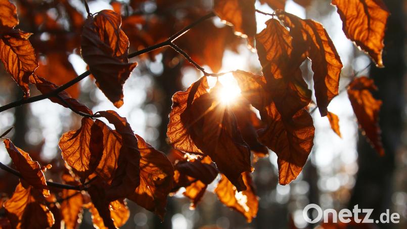 Die untergehende Herbstsonne scheint durch das Laub von Buchen. Symbolbild: Wolfgang Kumm