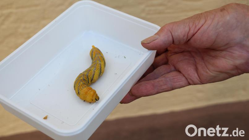 So dick wie der Finger eines Erwachsenen und circa 12 Zentimeter lang war die Raupe, die Resi Werner in ihrem Garten gefunden hat. Bild: rpp