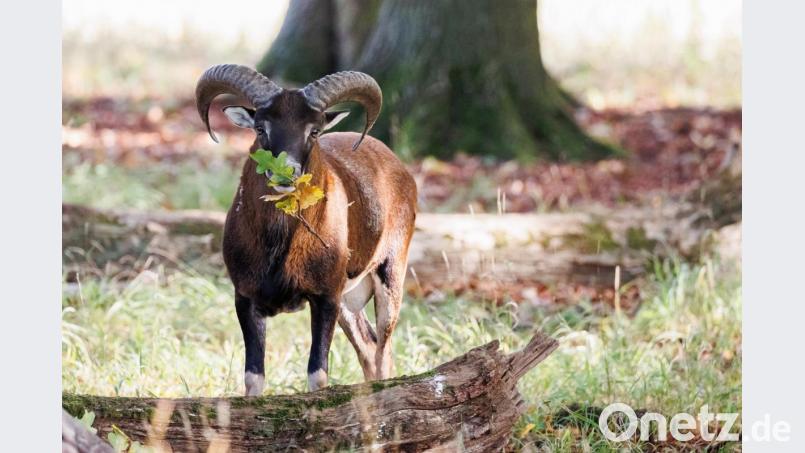 Ob es sich bei den vier Tieren in Michldorf um Mufflons (wie hier in einer Aufnahme aus einem Zoo) oder um Kamerunschafe handelt, ist unklar. Die Polizei Vohenstrauß erarbeitet einen Plan, um sie einzufangen. Symbolbild: Michael Matthey/dpa