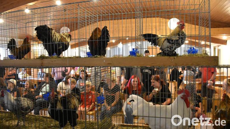 Die Jury von der Perspektive der Hähne aus gesehen. Bild: ubb