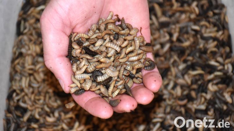 Josef Stier hat keine Scheu mehr davor, Maden in die Hand zu nehmen. Der junge Fischwirt mästet sie auf der Wendermühle in Bärnau als Fischfutter. Das soll auch die Meere entlasten. Bild: ubb