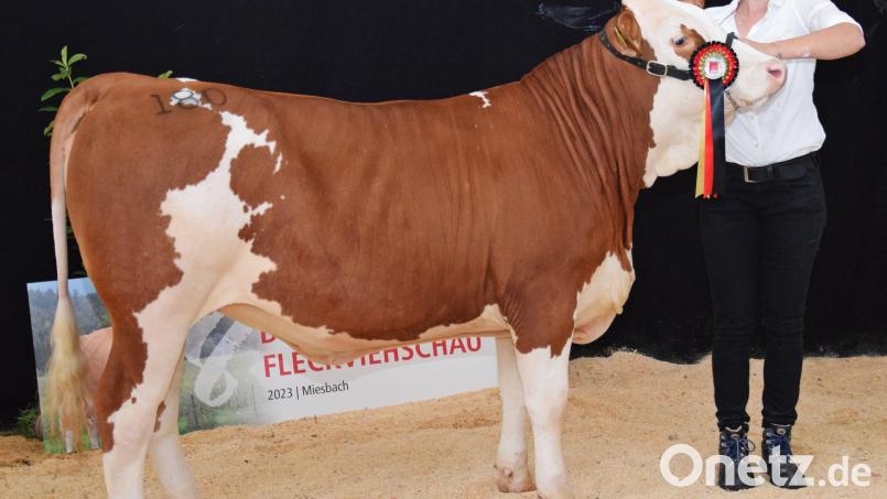 Eva Bäuml aus Gögglbach erzielte mit dem Jungrind „Amy“ beim Vorführwettbewerb der Jungzüchter einen zweiten Platz. Bild: Rudolf Traxinger, AELF Regensburg-Schwandorf/exb