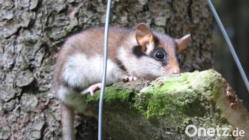 Der Gartenschläfer: eine Zufallsbegegnung mit &quot;Zorro&quot; im Naturpark Steinwald. Bild: Rudi Leitl