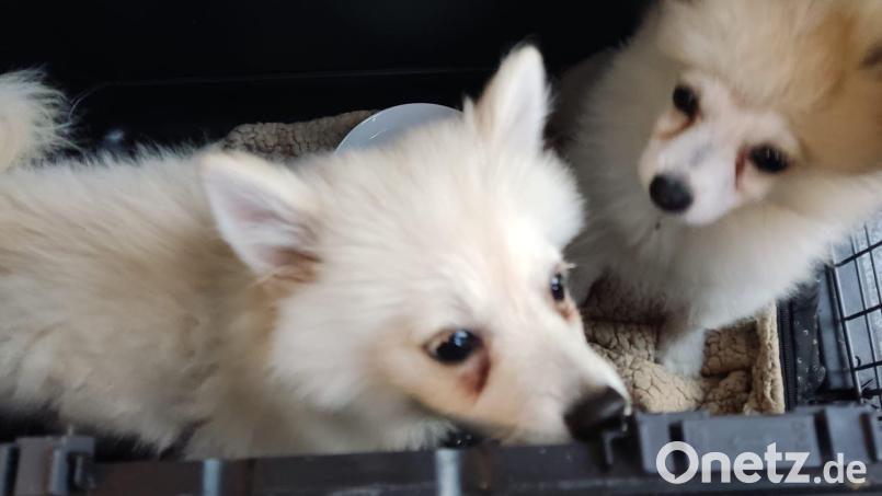 Mehrere Hundewelpen wurden am Samstag in Schwandorf auf dem Parkplatz eines Verbrauchermarktes illegal angeboten. Bild: PI Schwandorf/exb