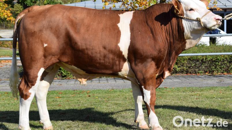 Der Betrieb Götz aus Großalfalterbach im Landkreis Neumarkt züchtete diesen sehr gut entwickelten „Senator“-Sohn (Katalog Nummer 1), der zum Prüfeinsatz vom Besamungsverein Neustadt an der Aisch gekauft wurde. Bild: RZO/exb