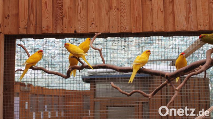 Bei der Landesschau können die Besucher zahlreiche verschiedene Vogelarten bewundern. Bild: pi