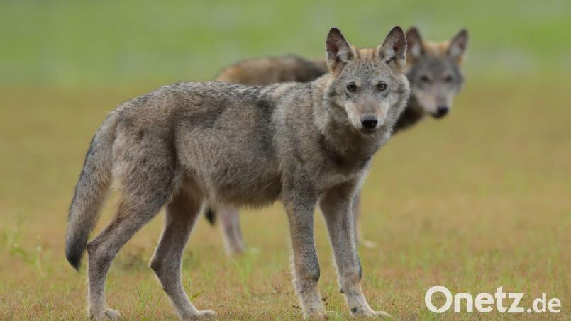 Zwei Wolfswelpen stehen auf einem Feld. Symbolbild: Torsten Beuster/-/dpa/Symbolbild