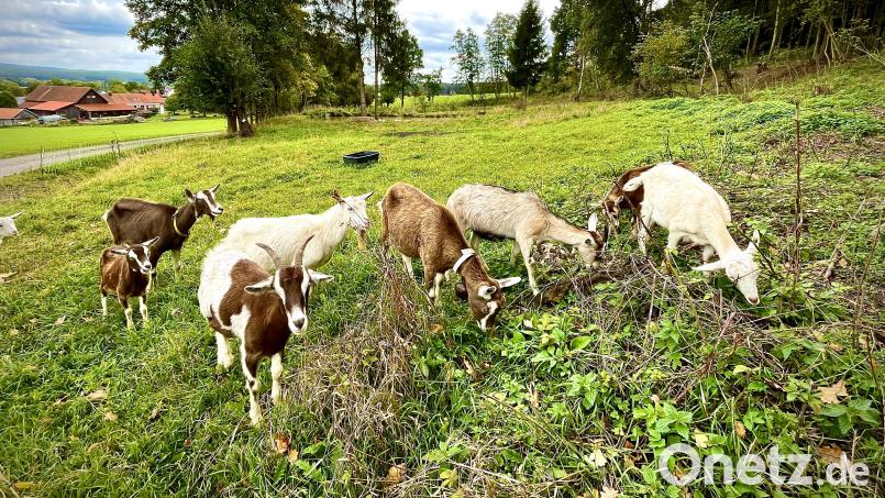 Eine Ziegenherde beweidet die neue Ökokontofläche. Bild: Gemeinde Kastl/exb