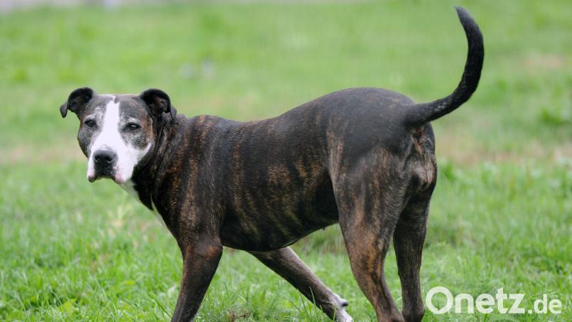 Für Listenhunde wird in Amberg künftig eine höhere Steuer erhoben. Bild: Soeren Stache