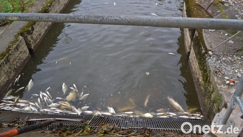 Im Juli dieses Jahres verendeten hunderte Fische in der Waldnaab bei Falkenberg. Die Ermittlungen der Polizei sind nun abgeschlossen, die Gutachten erstellt. Angeschwemmt wurden die Tiere, wie bei einem Vorfall 2019 (siehe Archivbild), an einem Rechen eines Wasserkraftwerks. Archivbild: tr