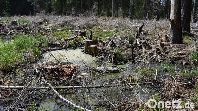 Dieser Bereich des Fuchslohmoors im Forstrevier Pullenreuth wird seit 2019 renaturiert. Bild: lue