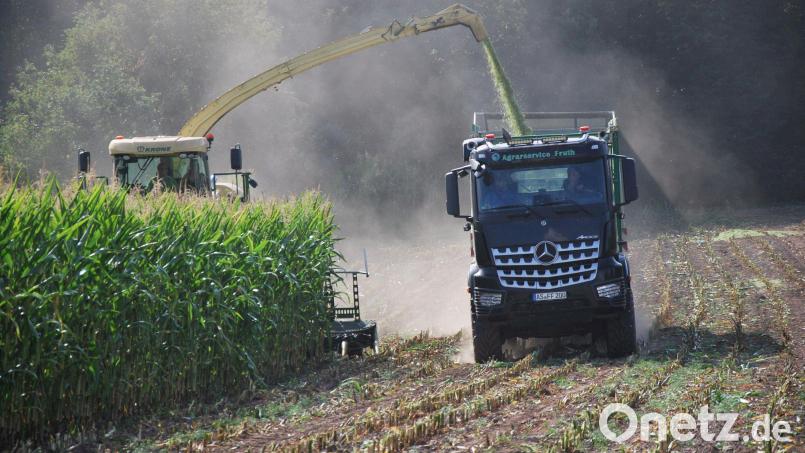 Feldhäcksler und Traktoren mit großen Anhängern waren in den letzten Wochen im ganzen Landkreis unterwegs – denn der Silomais wurde geerntet. Symbolbild: gsp