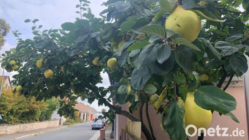 Ein besonders hübsches Exemplar: Leuchtend gelbe Quitten hängen in Kaltenbrunn über dem Gartenzaun in der Nähe des Ortsausgangs in Weiden. Bild: Stefanie Roth
