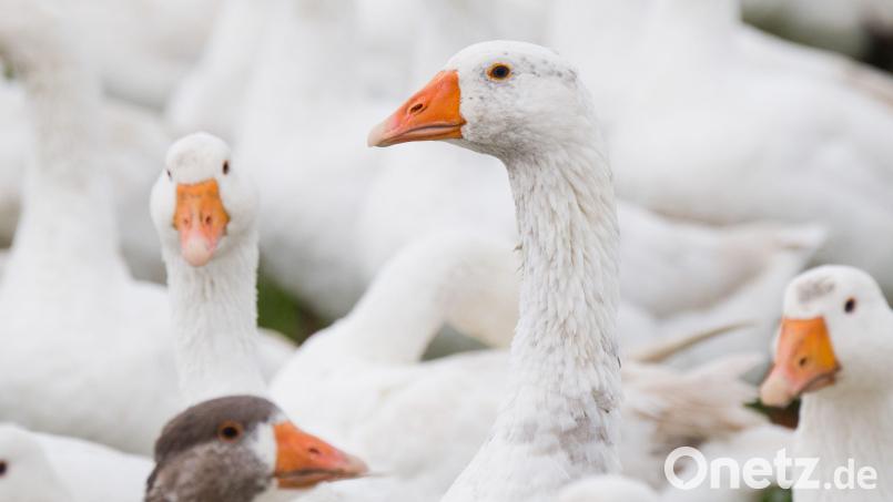 Der Kreisverband der Geflügelzüchter im Landkreis Tirschenreuth hat in Krummennaab getagt. Symbolbild: Julian Stratenschulte/dpa