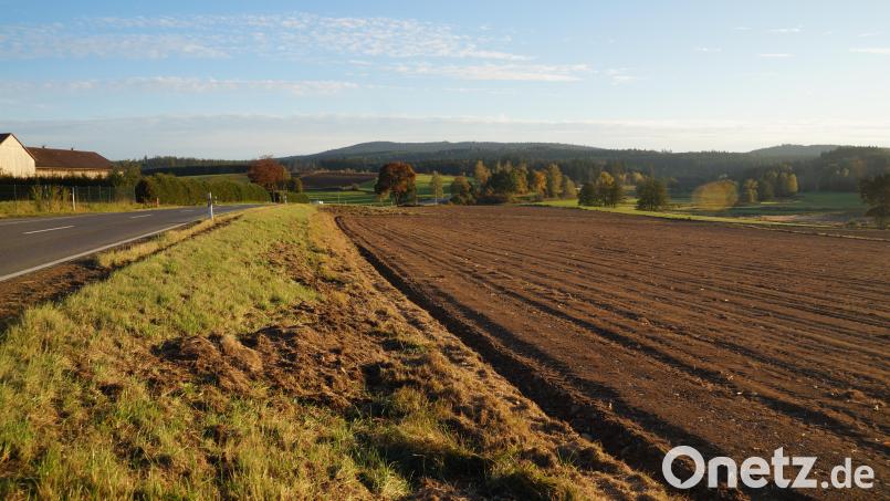 Das geplante Areal für das Nahwärmenetz befindet sich aus Richtung Gaisthal kommend vor dem Ortseingang Schönsee auf der linken Seite gegenüber der Biogasanlage Bild: wel