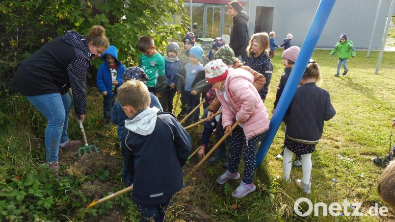 Die Kartoffelernte macht den Kindern sichtlich Spaß. Bild: bk