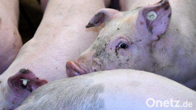 Im Landkreis Neumarkt ist ein Schweinetransporter umgekippt. Symbolbild: Carsten Rehder