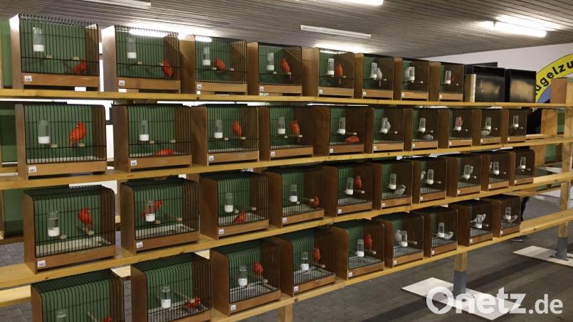 In artgerechten Schauvolieren werden heuer bei der Oberpfalzschau rund 250 Vögel präsentiert. Bild: e