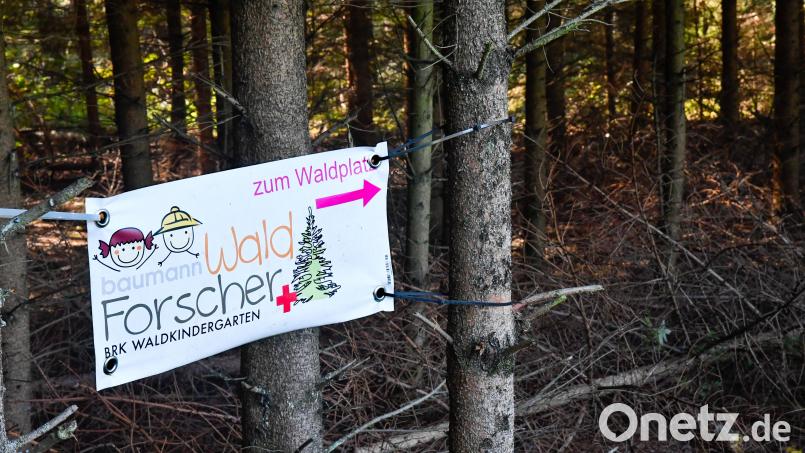 Um ihn geht es: Den Amberger Waldkindergarten namens Waldforscher wollen auch Geschwisterkinder besuchen. Doch das ist gar nicht so einfach. Eine Mutter aus Schmidgaden will nun notfalls juristisch dafür sorgen, eine ihrer Töchter hier unterzubringen. Bild: Petra Hartl