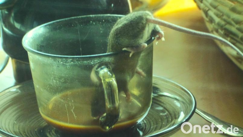 Kopfüber in der Kaffeetasse, mit dem Schwanz wird der Balanceakt austariert. Freche, kleine Nager finden immer einen Weg in Wohnungen und Häuser. Bild: jml